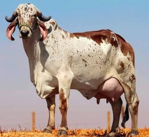 દુધ વાળી ગાય લેવા ની છે દેશી 15000 સુધી ની દુધ ખાવા અમરેલી આજુબાજુમાં