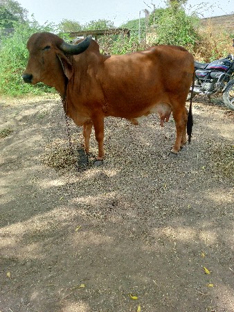 ર, ઞાય વેચવાની છે