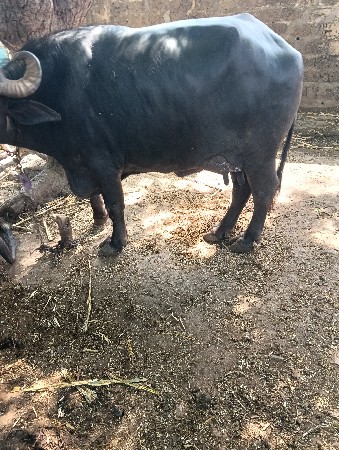 થંબનેલ 2