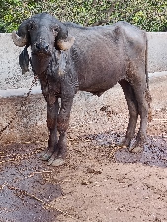 jafrabadi pado vesvano se