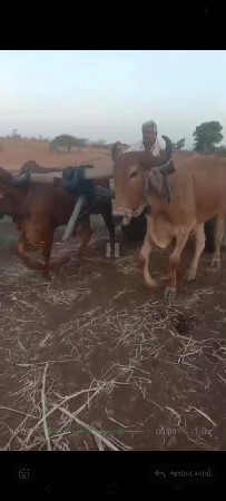 બળદ વેચવાના છે