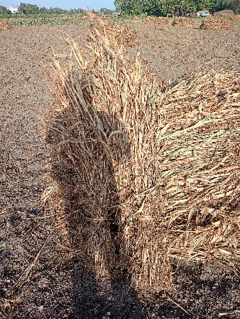 જુવારની નીરણ વેચવાની છે