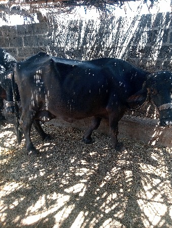 થંબનેલ 3