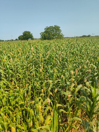 4 લાખ વીઘા ના