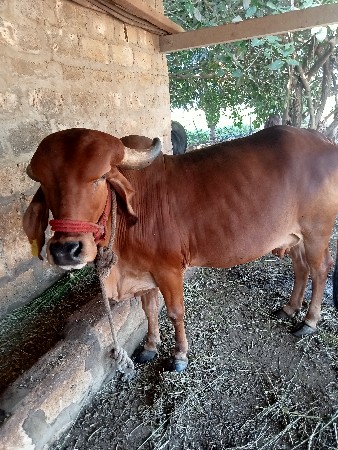 ગીર ગાય વેચવાની છે