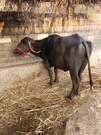 થંબનેલ 3