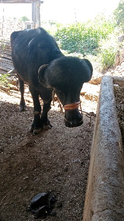 थंबनेल 3