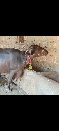 આ ભેસ વેચવાની છે