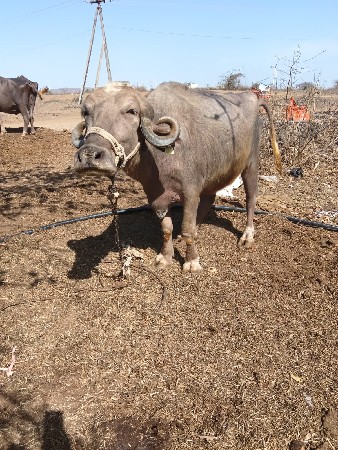 ભેશ વેચવાનિ છે સાવ સોજી