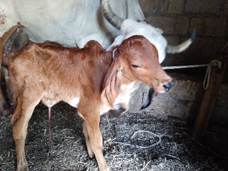 થંબનેલ 3