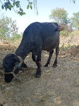 થંબનેલ 2