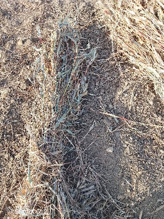 નીરણ વેચવાની છે.