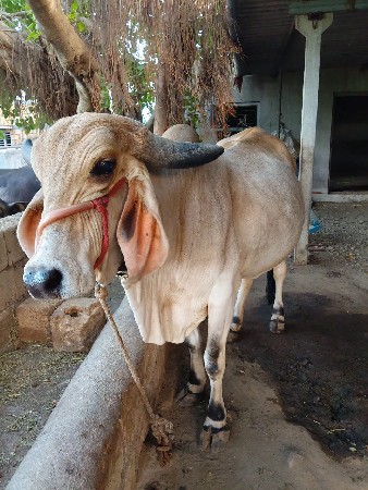 ગાય વેચવાની છે