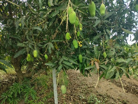 थंबनेल 3