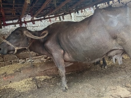 હડેલી અને ભેંસ