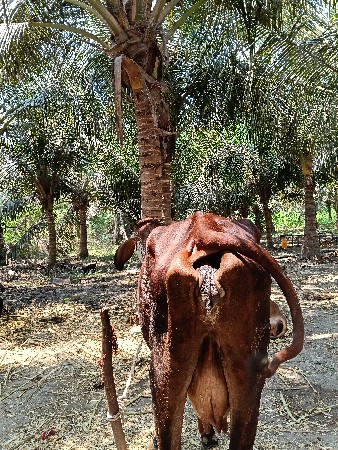 એચ. એફ. ગાય વેચવાની છે