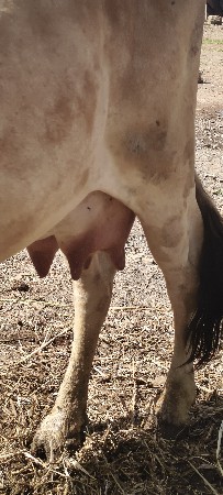 ગાય વેચવાની છે