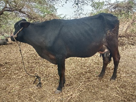 थंबनेल 2