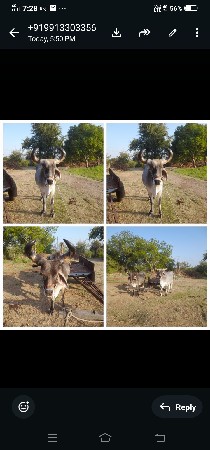 બરધ વેચવાન છે