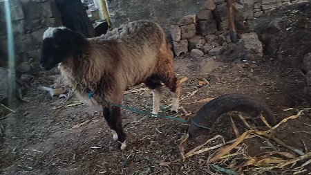 વેચવાનું છે