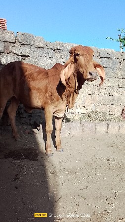 સુવર્ણ કપિલા