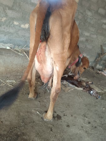 હોડકી વેચવાની છે