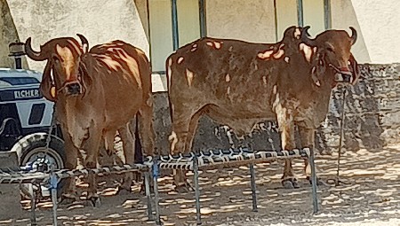 थंबनेल 2