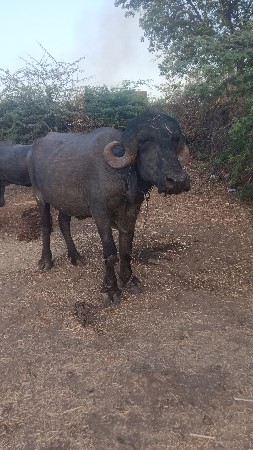 ખડેલું વેચવાનું