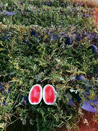 તરબૂચ વેસવાના સે 1.5 થી 4 કિલો