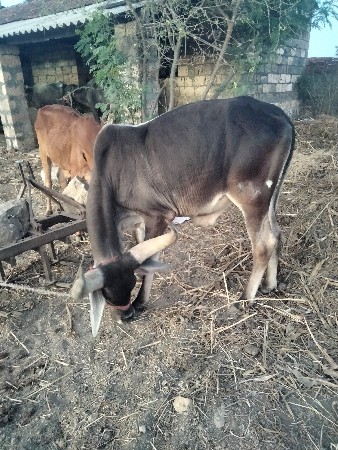 વાછરો વેંચવાનો છે