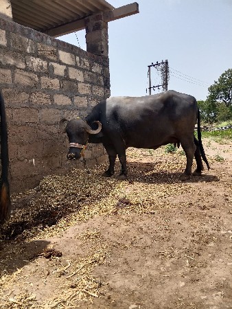 थंबनेल 3