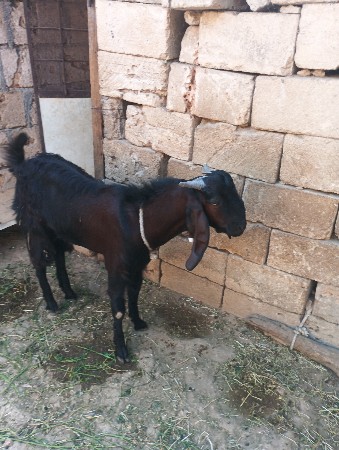 દેશી બકરો