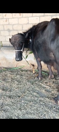 ભેંસ વેચવાની છે