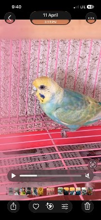 બજરીગર ચકલા