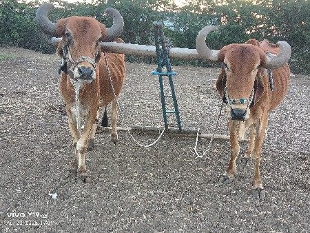 25000 રૂપિયા કિંમત દેવાંગણી આપેલા