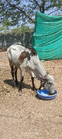 थंबनेल 5