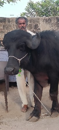 थंबनेल 2