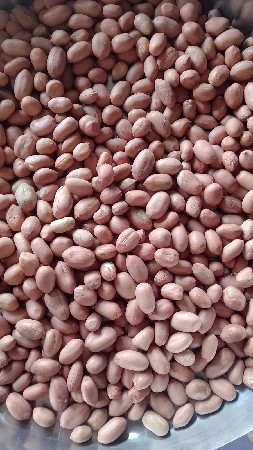 માંડવી વેચવાની છે ૬૬ નંબર