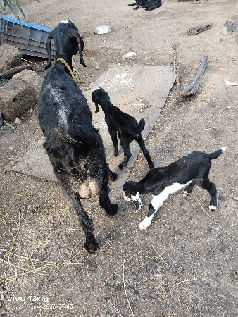 થંબનેલ 2