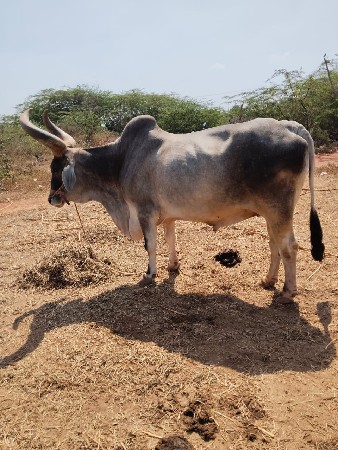 थंबनेल 2