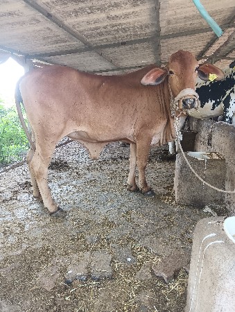 थंबनेल 3