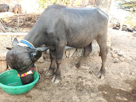 આ પાડો છે અઢી વર્ષનો