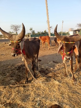 થંબનેલ 2