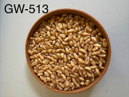 GW513 ઘઉં બિયારણ માટે