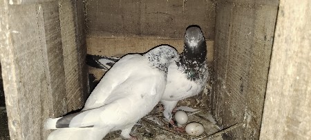 કલશીરો નર કંસારી મળી  જોડ