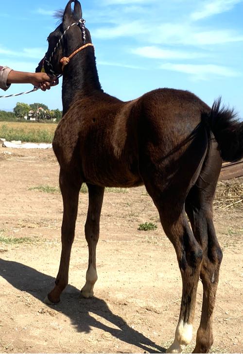 વસેરો વેસવાનો સે અને સાટાપન કરવાનાં સે