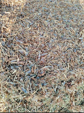 તુવેર નો ભૂકો બેસવાનો સે