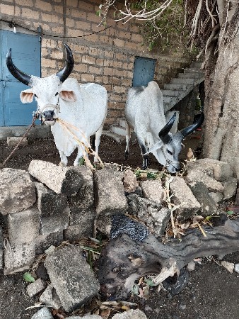 થંબનેલ 3