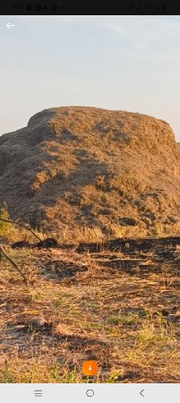 માંડવી નો ભૂકો કરો