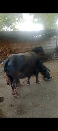 ભેંસ વેચવાની છે